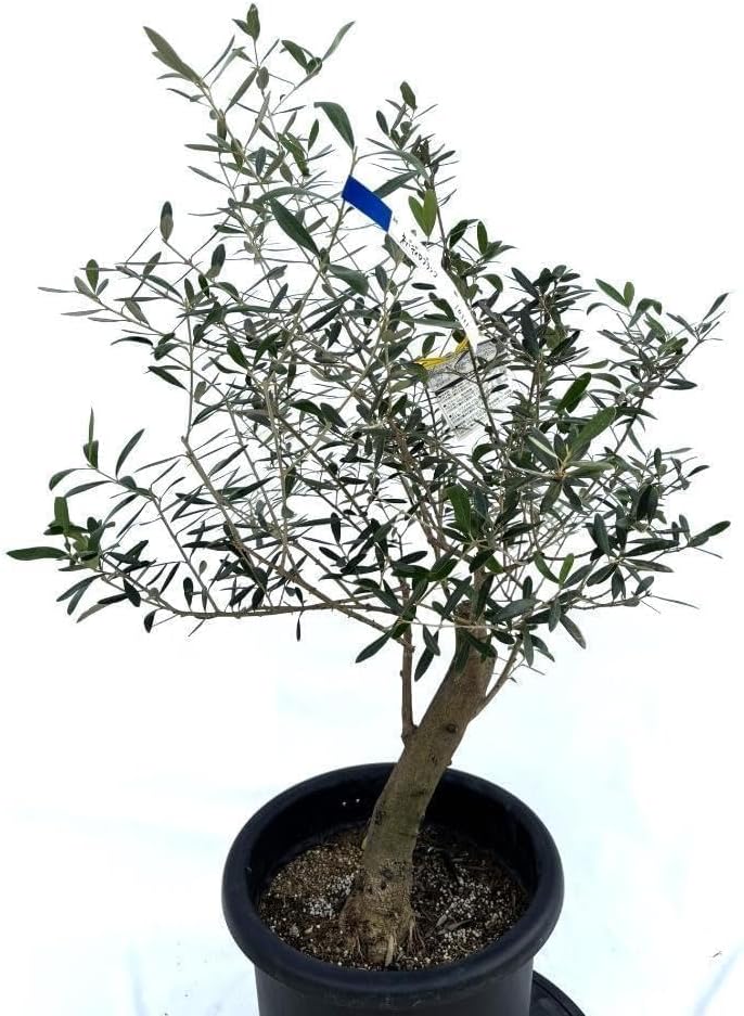 オリーブの木　ネバディロブランコ　10号　約100cm　NO.331　人気品種 オリーブの木 ネバディロブランコ 10号 約100cm NO.331 人気品種